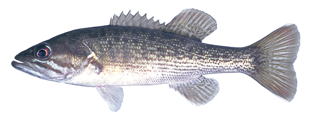 Micropterus coosae