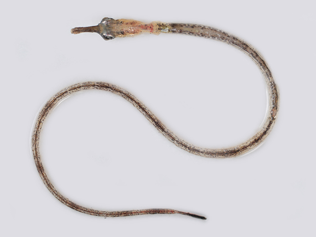 Microphis cuncalus