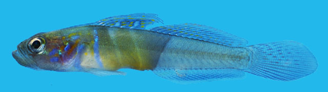 Microgobius curtus