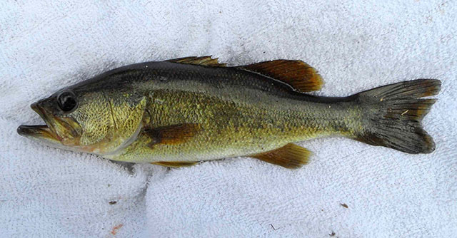 Micropterus floridanus