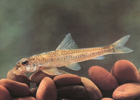 Microphysogobio kiatingensis