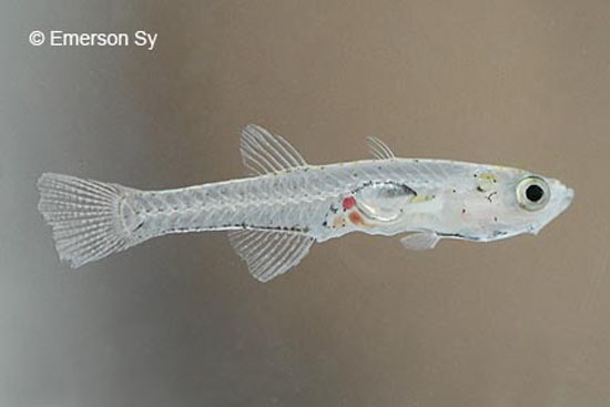 Mistichthys luzonensis