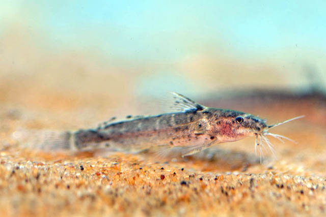 Microsynodontis polli