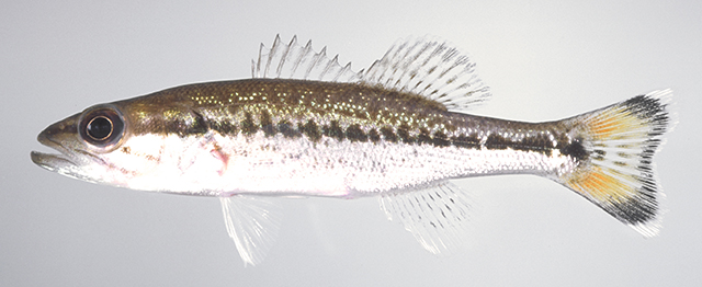 Micropterus punctulatus