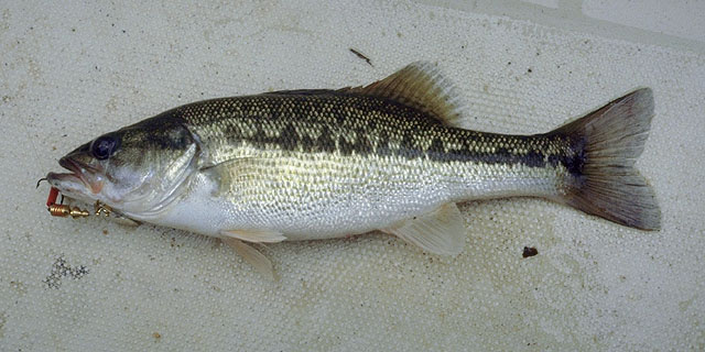 Micropterus punctulatus