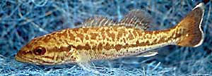 Micropterus punctulatus