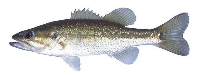 Micropterus punctulatus