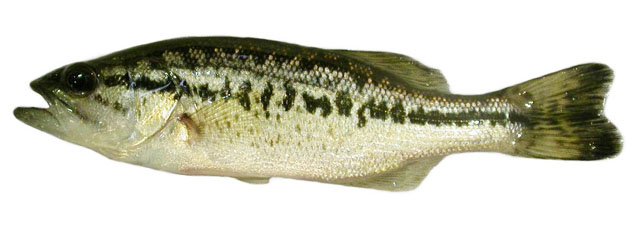 Micropterus salmoides