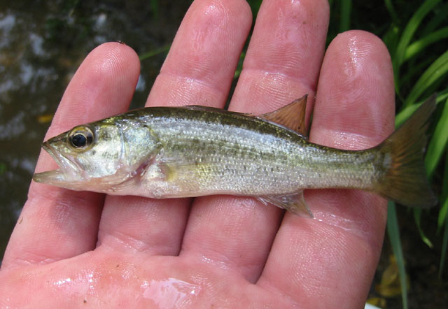 Micropterus salmoides