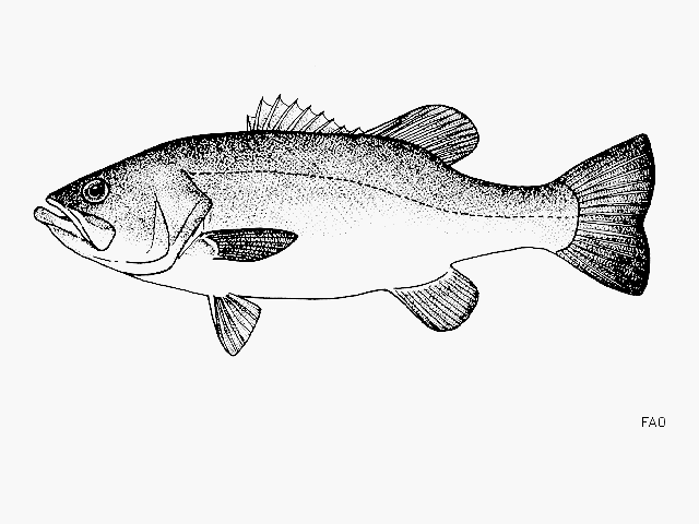 Micropterus salmoides