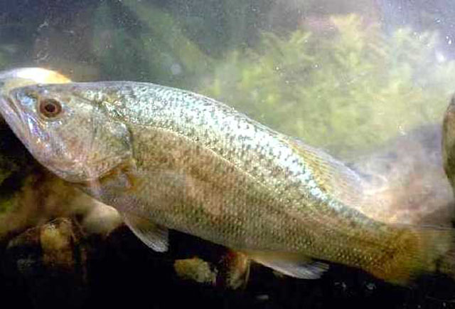 Micropterus salmoides