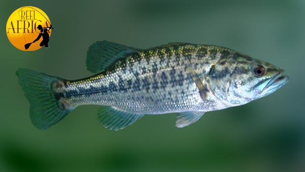 Micropterus salmoides