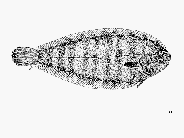 Microchirus wittei