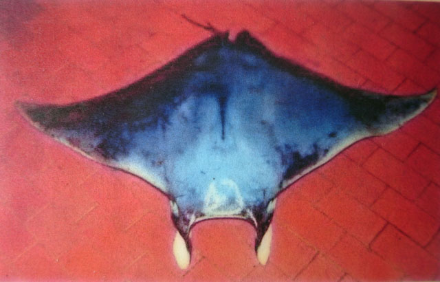 Mobula hypostoma