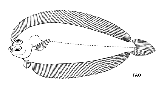 Monolene microstoma