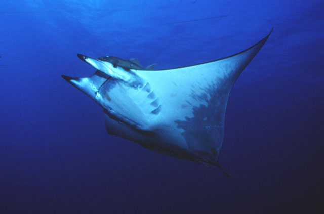 Mobula mobular