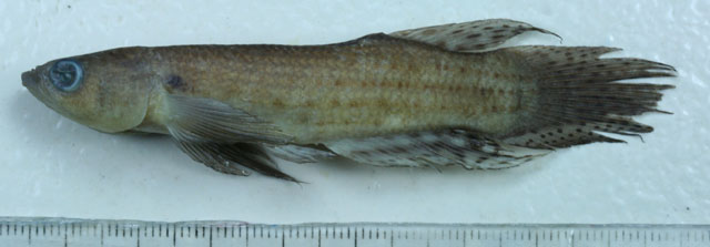 Moema pepotei