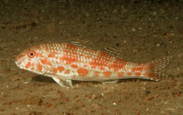 Mullus auratus