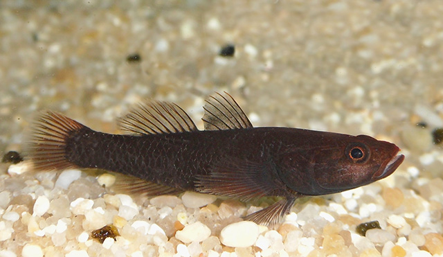 Mugilogobius hitam