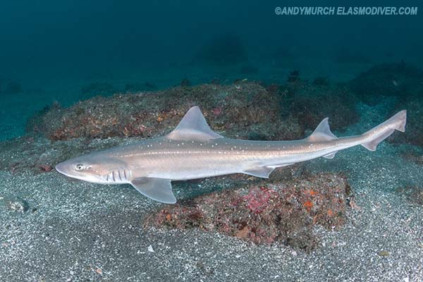 Mustelus manazo