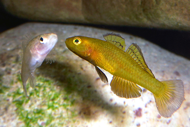 Mugilogobius rexi