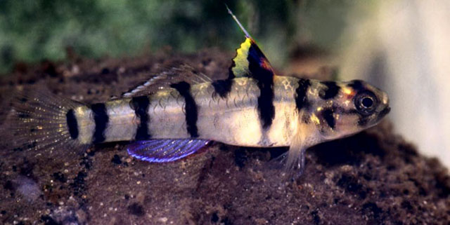 Mugilogobius tigrinus