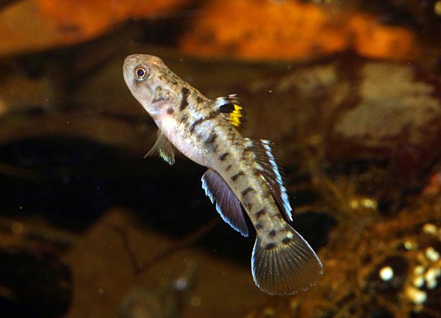 Mugilogobius wilsoni