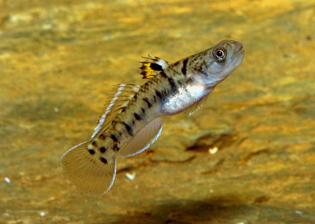 Mugilogobius wilsoni