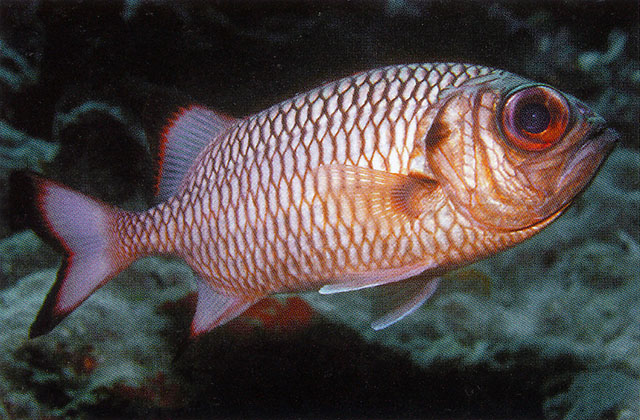 Myripristis adusta