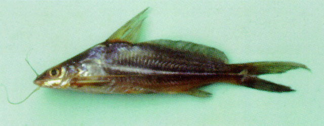 Mystus albolineatus