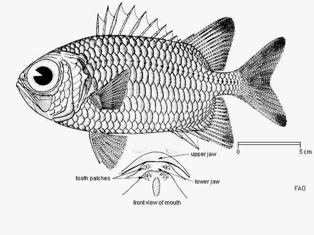 Myripristis botche