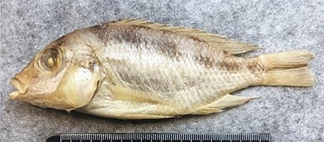 Mymol_u1.jpg