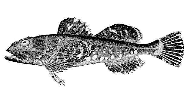 Myoxocephalus niger