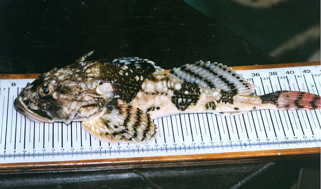 Myoxocephalus octodecemspinosus