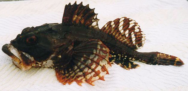 Myoxocephalus scorpius