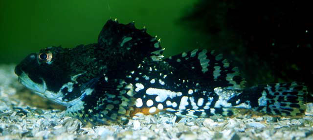 Myoxocephalus scorpius