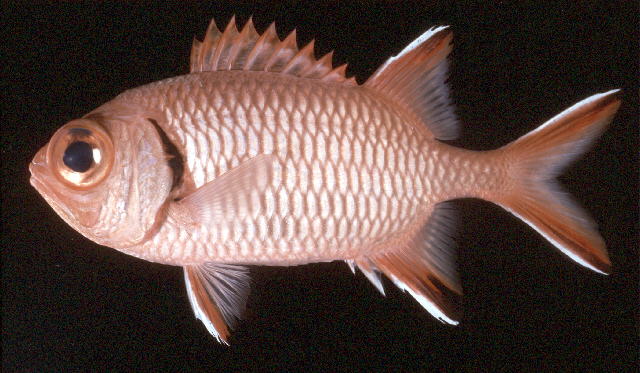 Myripristis seychellensis