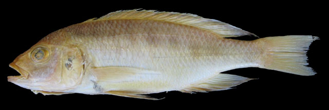 Mylochromis spilostichus