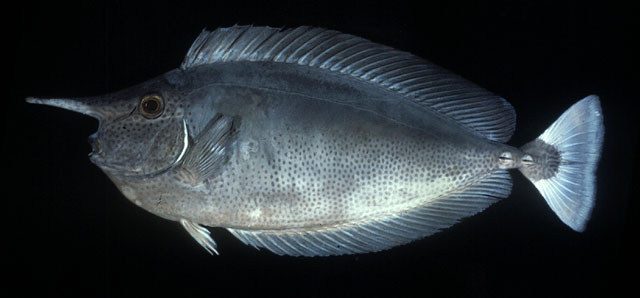 Naso brevirostris