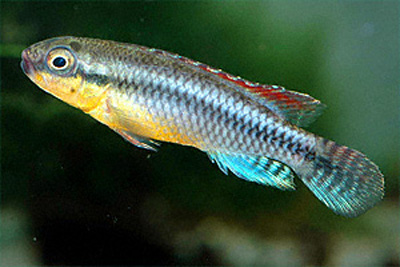 Congochromis dimidiatus