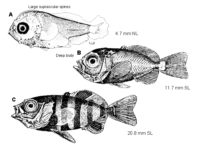 Naucrates ductor