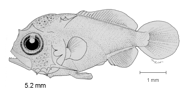 Naucrates ductor