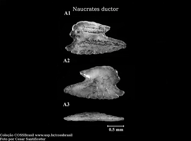 Naucrates ductor