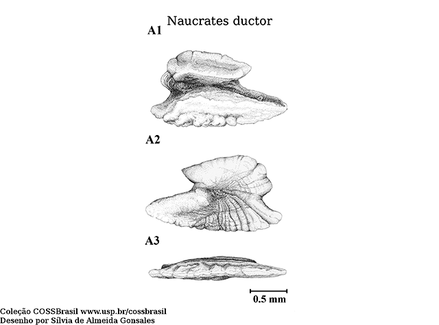 Naucrates ductor