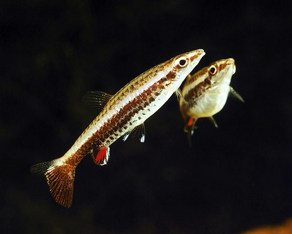 Nannostomus eques