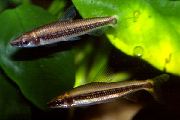 Nannocharax latifasciatus