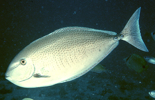 Naso maculatus