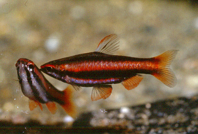 Nannostomus mortenthaleri