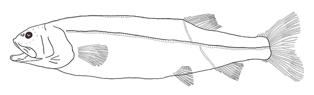 Narcetes shonanmaruae