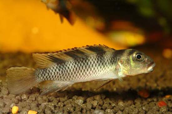 Nanochromis transvestitus